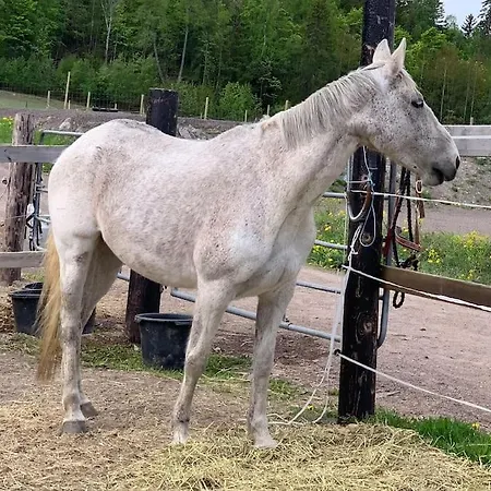 公寓 Close To E18 Holmestrand